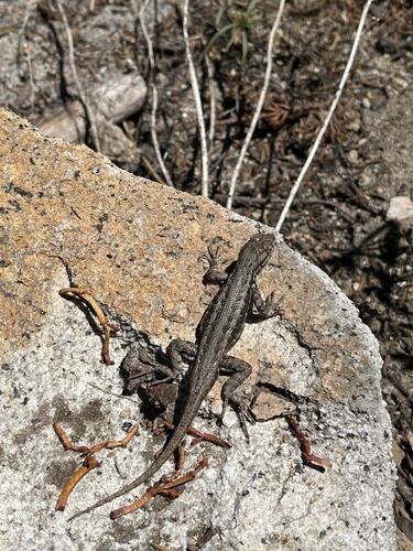 iNaturalist observation photo of Spiny Lizards