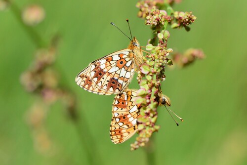 Eurasian Silver-bordered Fritillary