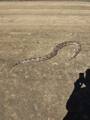 Boa Constrictor
