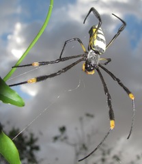 Trichonephila senegalensis
