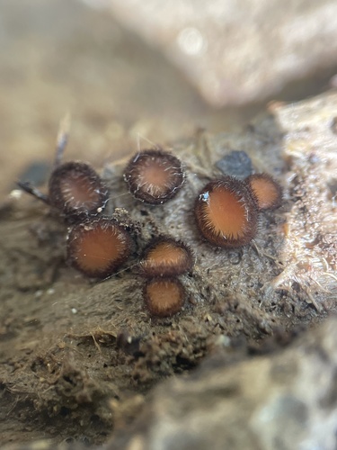 Common Eyelash