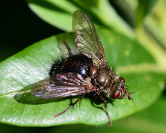 Epalpus