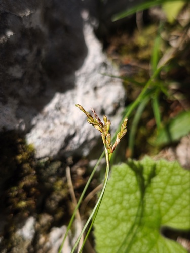 Carex ornithopoda, photograph 3