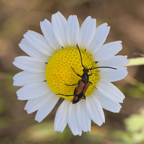 Stenurella bifasciata