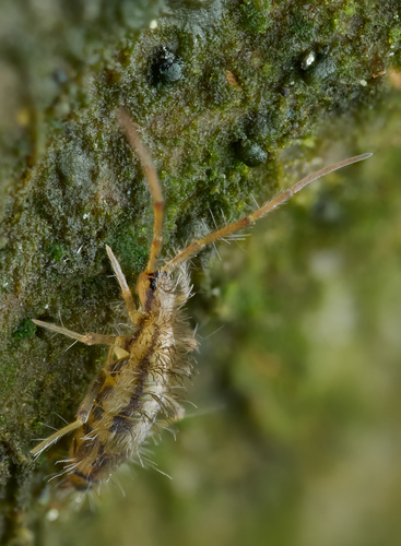 Entomobrya muscorum, Wałbrzych, Polska, photo 7 of 10