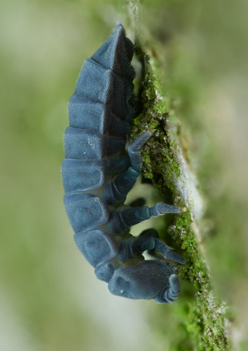 Tetrodontophora bielanensis, Wałbrzych, Polska, photo 9 of 10