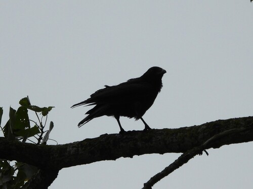 Carrion Crow