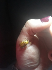 Rhizotrogus aestivus