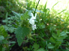Lamium bifidum