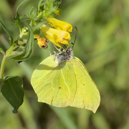 Common Brimstone