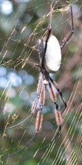 Trichonephila fenestrata
