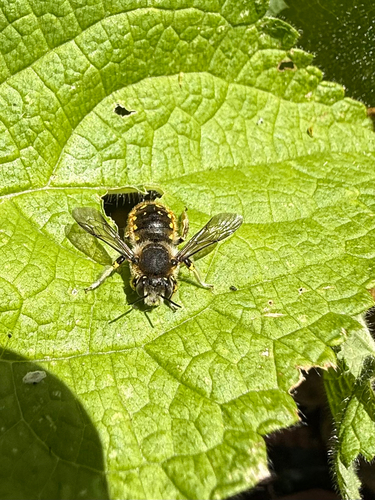 European Woolcarder Bee