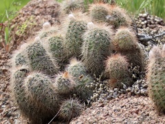 Echinocereus reichenbachii baileyi
