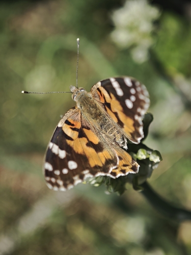 Painted Lady