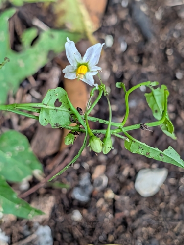 Solanum triquetrum, photograph 2
