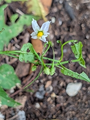 Solanum triquetrum, photograph (c) Nikokin, some rights reserved (CC BY)