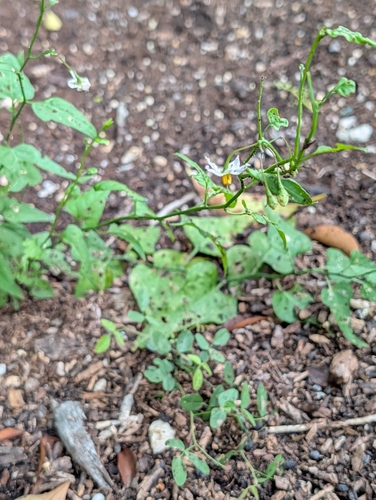 Solanum triquetrum, photograph 3