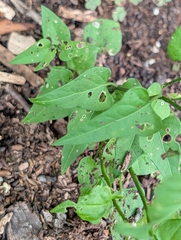 Solanum triquetrum, photograph (c) Nikokin, some rights reserved (CC BY)
