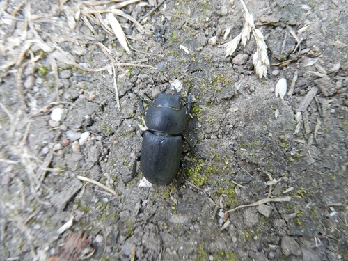 Lesser Stag Beetle