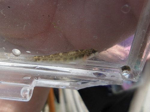 River darter (Percina shumardi) — Percidae