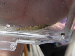 River Darter photo 3