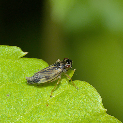 Evacanthus acuminatus