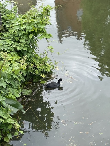 Eurasian Coot