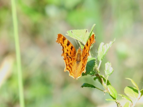 European Comma