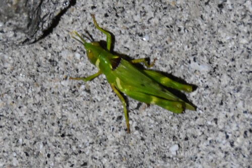Creosote Bush Grasshopper