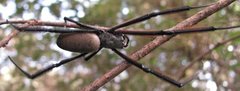 Trichonephila fenestrata