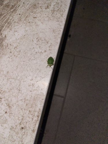 Southern Green Stink Bug
