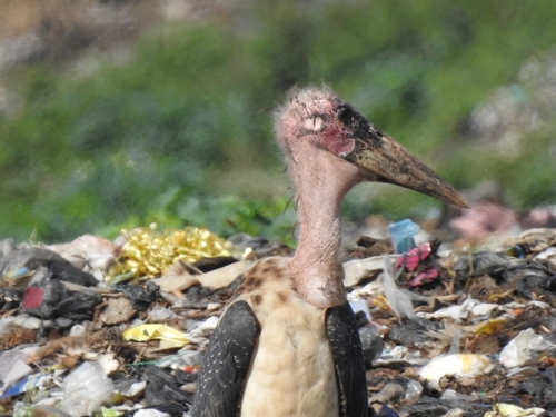 Marabou Stork