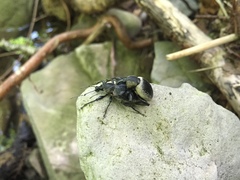 Otiorhynchus vehemens