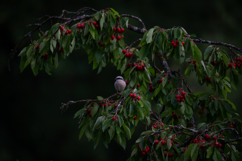 Red-backed Shrike