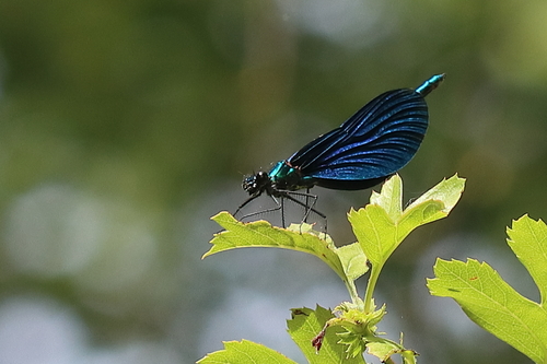 Beautiful Demoiselle