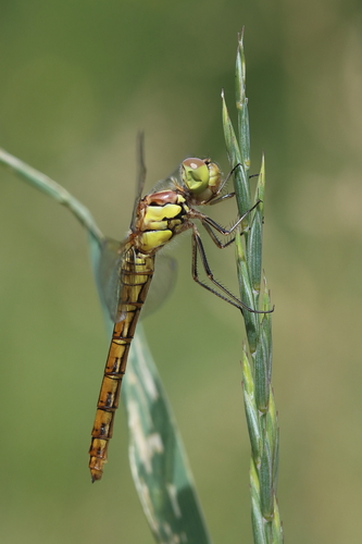Common Darter