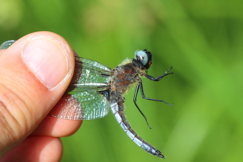 Scarce Chaser