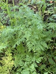 Torilis nodosa