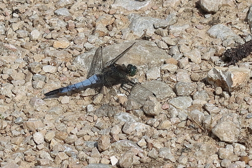 Black-tailed Skimmer