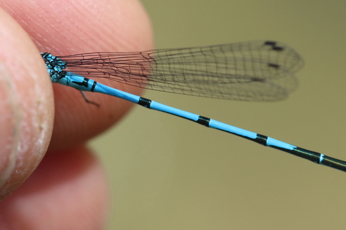 Azure Damselfly
