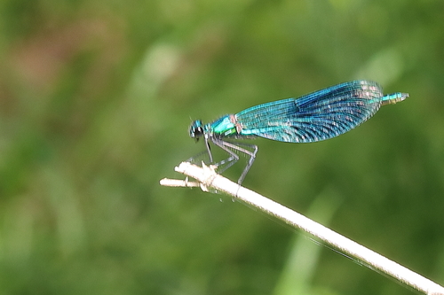 Banded Demoiselle