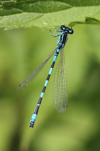 Southern Damselfly