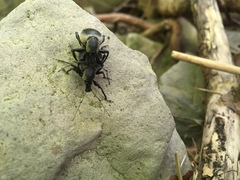 Otiorhynchus vehemens