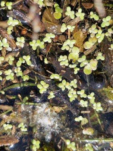 Common Duckweed