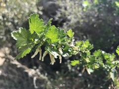 Ribes leptanthum