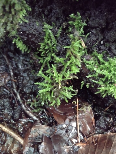 Brachythecium rivulare observed 2026-06-06