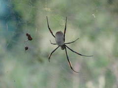 Trichonephila fenestrata