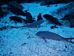 Cephalopholis colonus