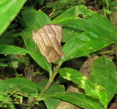 Taygetis angulosa
