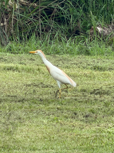 Western Cattle-Egret